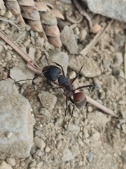 Camponotus cruentatus