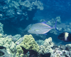 Caranx melampygus