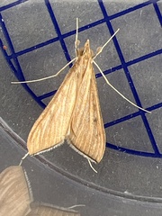 Antigastra catalaunalis