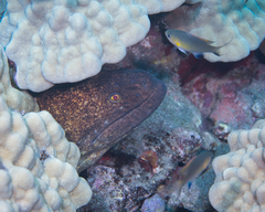 Gymnothorax flavimarginatus