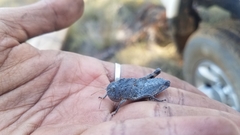 Pycnocrania grandidieri