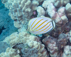 Chaetodon ornatissimus