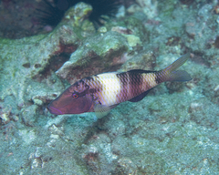 Parupeneus multifasciatus
