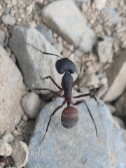 Camponotus cruentatus