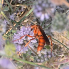 Tachypompilus unicolor