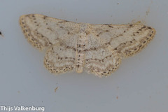 Idaea incisaria
