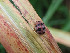 Coccinelloidea