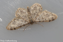 Idaea cervantaria