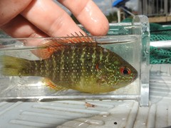 Lepomis peltastes