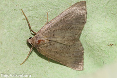 Pachycnemia tibiaria