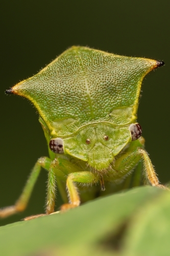 Buffalo Treehopper, photo 6 of 8