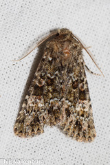 Polymixis lichenea