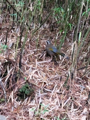 Trochalopteron morrisonianum