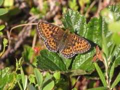 Boloria