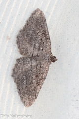 Rhoptria asperaria