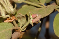 Erianthemum virescens image