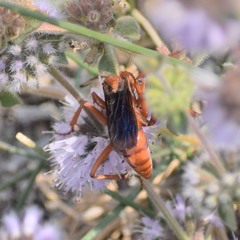 Tachypompilus unicolor