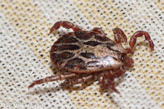 Dermacentor marginatus