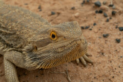Pogona vitticeps