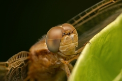 Crocothemis erythraea