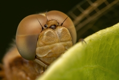 Crocothemis erythraea