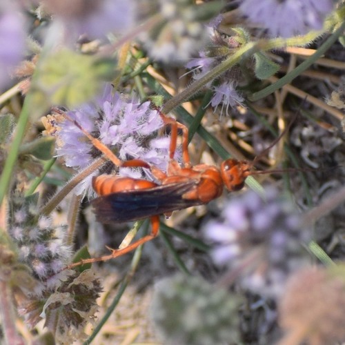 Western Red-tailed Spider Wasp photo 4