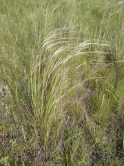 Stipa