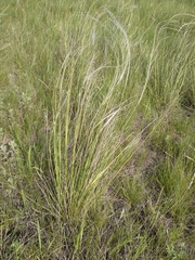 Stipa