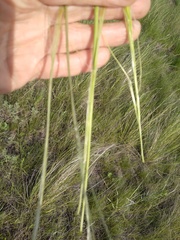 Stipa