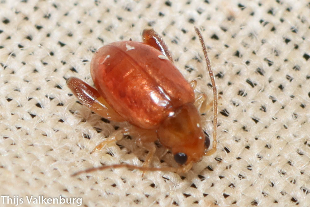 Longitarsus flavicornis
