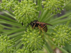 Dolichovespula norwegica