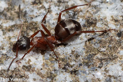 Formica rufibarbis