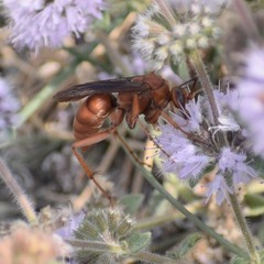 Tachypompilus unicolor