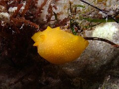 Doriopsilla carneola