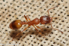 Temnothorax