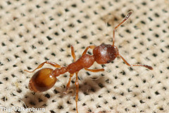 Temnothorax