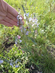 Veronica prostrata