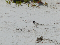 Thinornis cucullatus