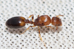 Temnothorax