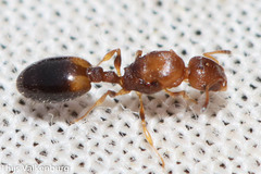 Temnothorax
