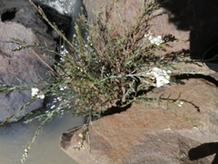 Gomphostigma virgatum