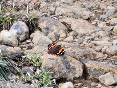 Vanessa indica indica