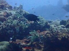 Acanthochromis polyacanthus