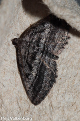 Rhoptria asperaria