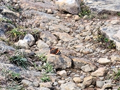 Vanessa indica indica