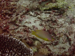 Pomacentrus amboinensis