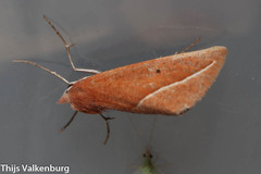 Compsoptera opacaria