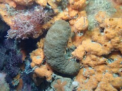 Australostichopus mollis