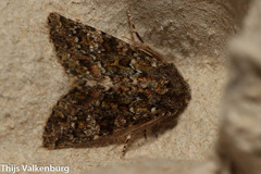 Polymixis lichenea