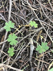 Geranium potentilloides